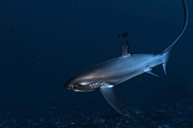 5 Fun Dives in Nusa Lembongan (for certified divers) - Swim with a Mola Mola - Your five-site run: what each stop is really about