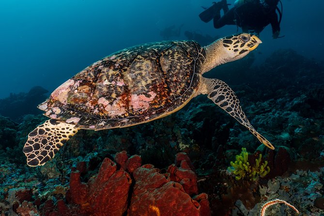 5 Fun Dives in Pemuteran (for certified divers) - Exploration in Menjangan Park - Your two-day rhythm in Pemuteran and Menjangan