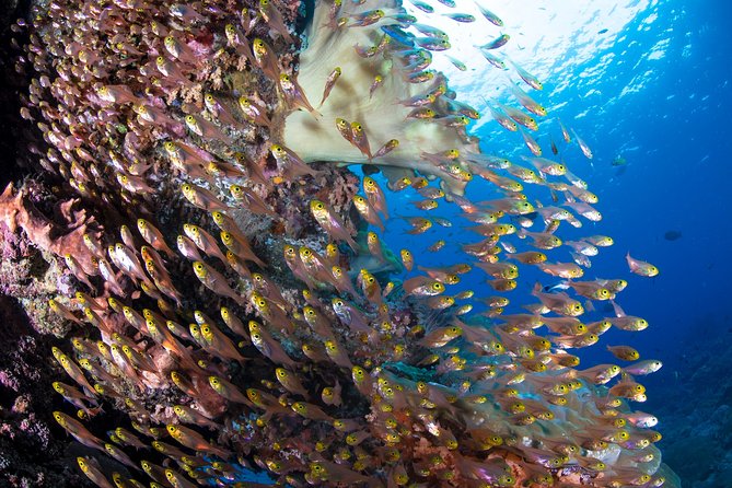 5 Fun Dives in Pemuteran (for certified divers) - Exploration in Menjangan Park - Gear, wetsuit, and the comfort basics that keep you enjoying the day