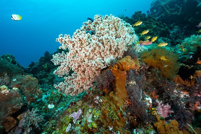 5 Fun Dives in Pemuteran (for certified divers) - Exploration in Menjangan Park - Menu of underwater moments: corals, macro life, eels, and the turtle chance