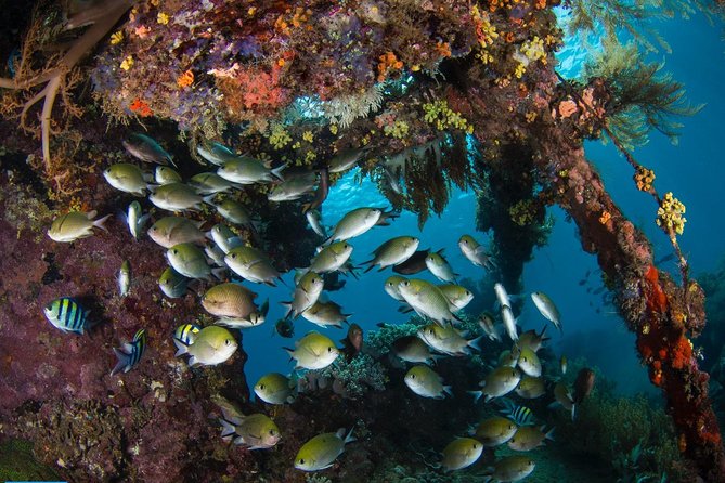5 Fun Dives in Tulamben (for certified divers) - Discover famous diving sites - Coral Garden plus the lava drop-off: two scenes, one coastline