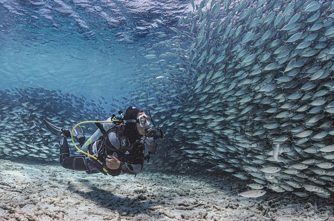 6 days unlimited diving - The value of Hamlet Oasis and why that reef comment matters