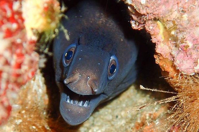 6 Diving Sites Scuba Diving Package in Gran Canaria - Picking Your Dates: The Friday Rule and Sunday Trips