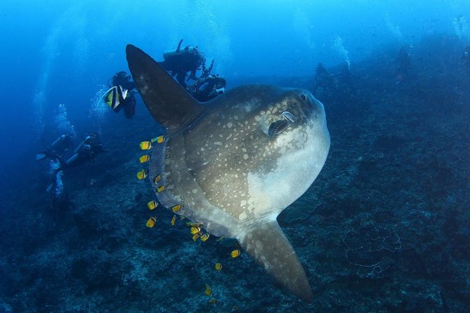 7 Fun Dives in Nusa Lembongan (for certified divers) - Premium Value Package - Key Points at a Glance