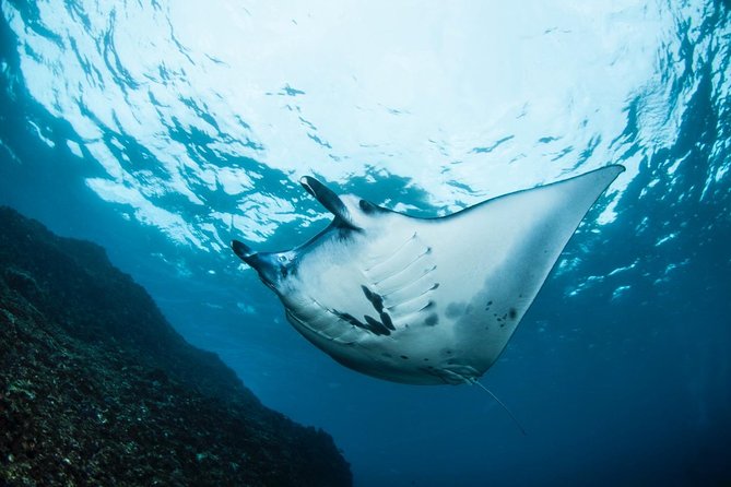 7 Fun Dives in Nusa Lembongan (for certified divers) - Premium Value Package - Why a 7-Session Package in Nusa Lembongan Feels Like Good Value