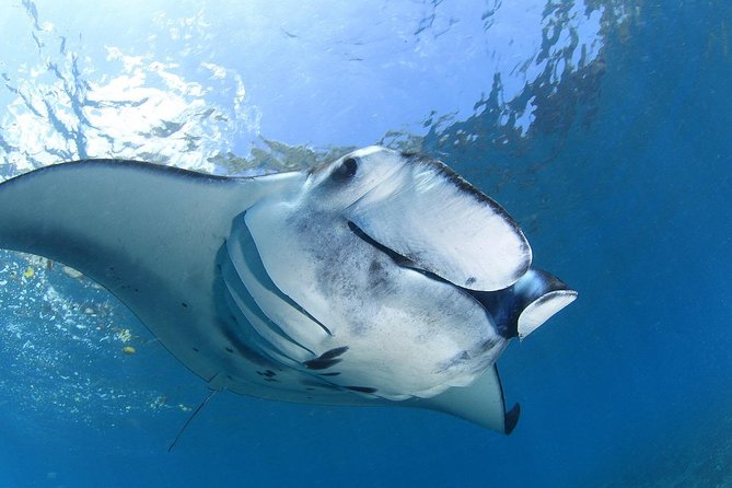 7 Fun Dives in Nusa Lembongan (for certified divers) - Premium Value Package - Certified-Diver Rules, Refreshing Yourself, and the 7-Day Deadline