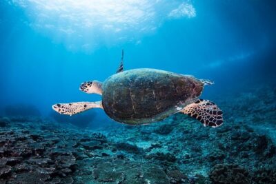 7 Fun Dives in Nusa Lembongan (for certified divers) - Premium Value Package - Transfers and the Dive Shop Comfort Factor That You’ll Feel Fast