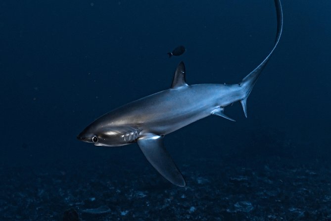 7 Fun Dives in Nusa Lembongan (for certified divers) - Premium Value Package - Manta Point: When the Main Character Shows Up