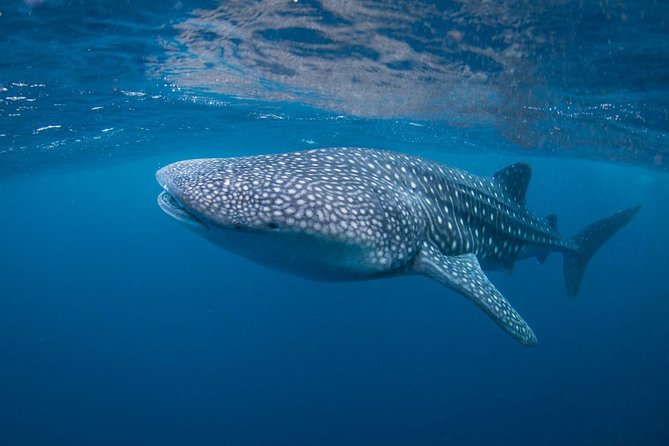 7 Fun Dives in Nusa Lembongan (for certified divers) - Premium Value Package - Jungut Batu Beach: A Shore-Side Flavor to Finish Your Week