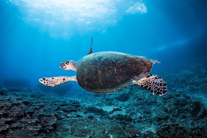 7 Fun Dives in Nusa Lembongan (for certified divers) - Premium Value Package - Transfers and the Dive Shop Comfort Factor That You’ll Feel Fast