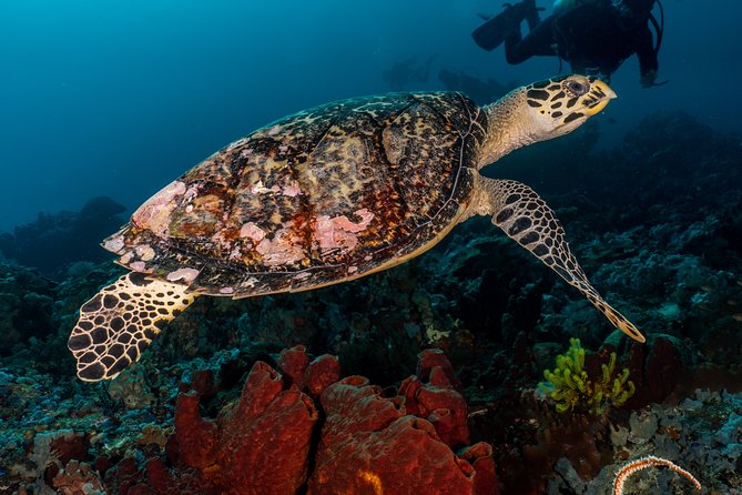 7 Fun Dives in Pemuteran (for certified divers) - Exploration in Menjangan Park - Pemuteran to Menjangan: why this feels like a real Bali scuba trip