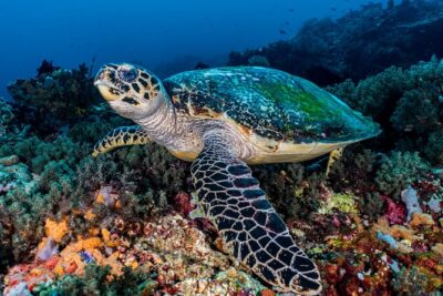 7 Fun Dives in Pemuteran (for certified divers) - Exploration in Menjangan Park - The 7-site lineup: what you’re likely to hunt and photograph