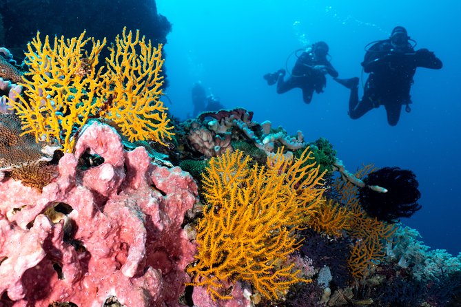 7 Fun Dives in Pemuteran (for certified divers) - Exploration in Menjangan Park - Instructor quality is the real value (Wayan, Putu, and Aria)