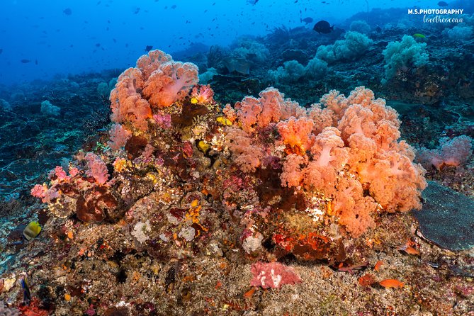 7 Fun Dives in Pemuteran (for certified divers) - Exploration in Menjangan Park - Gear and center comforts: fewer logistics, more focus on the sea