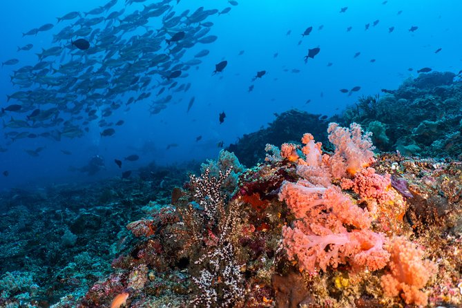 7 Fun Dives in Pemuteran (for certified divers) - Exploration in Menjangan Park - Price and fees: what $234.25 buys you, and what you should add