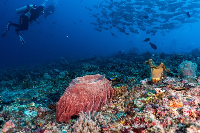 7 Fun Dives in Pemuteran (for certified divers) - Exploration in Menjangan Park - Is it worth the entrance fee? Menjangan’s practical payoff