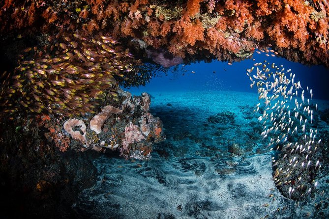 7 Fun Dives in Tulamben (for certified divers) - Premium Value Package - Should you book this 7-outing Tulamben scuba package?