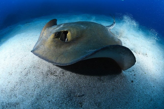 ADVANCED OPEN WATER CERTIFICATION - Improve your scuba diving skills up to 30m ! - Price and logistics: what $596.12 buys you