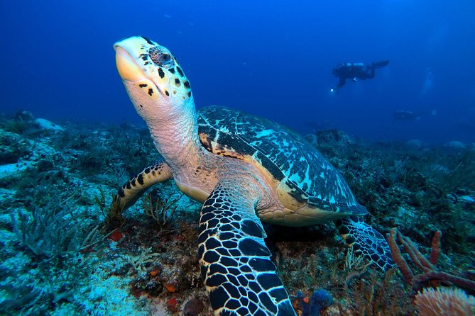 Advanced Open Water Diver course PADI in Playa del Carmen - Playa del Carmen training that actually feels organized