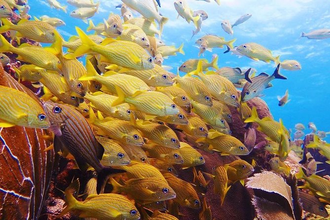 Advanced Open Water Diver course PADI in Playa del Carmen - Day one plan: morning logistics and getting into the course rhythm