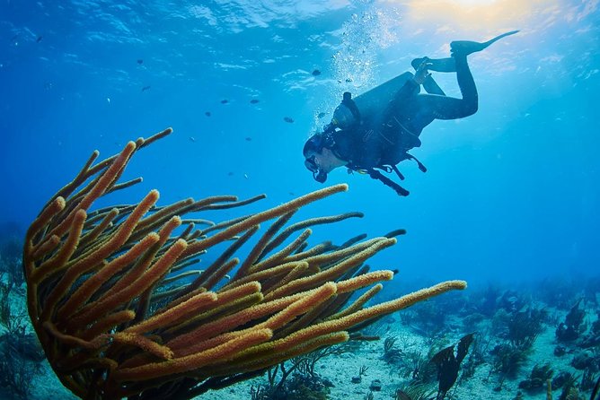 Advanced Open Water Diver course PADI in Playa del Carmen - Required skill block one: Deep planning for deeper conditions