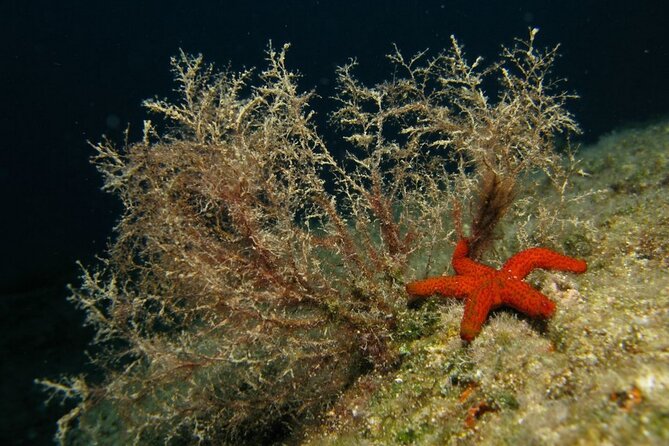 Adventure Dives for Certified Divers in Nea Makri, Athens - Small Group Size: More Attention, Less Waiting Around