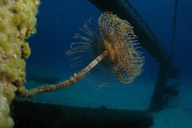 Adventure Dives for Certified Divers in Nea Makri, Athens - What to Bring (So You Don’t Get Stuck)