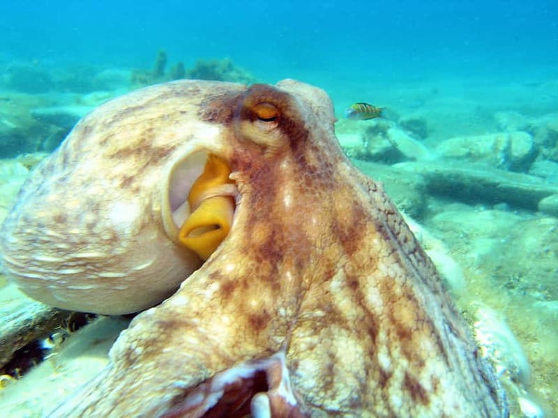 Agia Pelagia: Introduction to Scuba Diving Experience - Agia Pelagia Intro Scuba: What You Really Get for $82