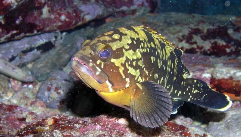 Agia Pelagia: Introduction to Scuba Diving Experience - 30-Minute Safety Briefing: Why This Part Sets You Up to Relax