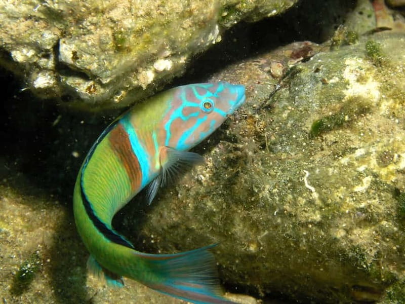 Agia Pelagia: Introduction to Scuba Diving Experience - Where the Day Starts: Van Ride, Mononaftis, and the Timing That Matters