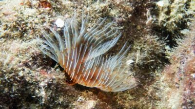 Alanya: 2 Guided Scuba Dives with Lunch and Hotel Transfers - Gear up and practice breathing before you go underwater