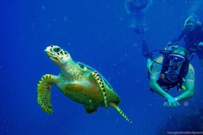 Alanya Scuba Diving Adventure: 2 Guided Dives with Lunch - Getting to the marina: pickup, timing, and what to plan for