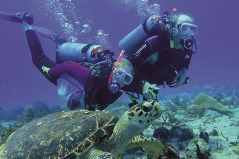 Alanya: Scuba Diving Adventure for Beginners & Professionals - Marine Life Expectations and Weather Reality in Alanya