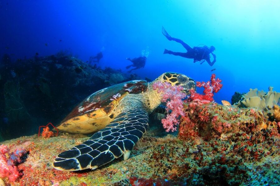 Alanya: Scuba Diving Tour Incl. Lunch with Hotel Transfer - Price and Value: Is $70 Fair for What You Get?