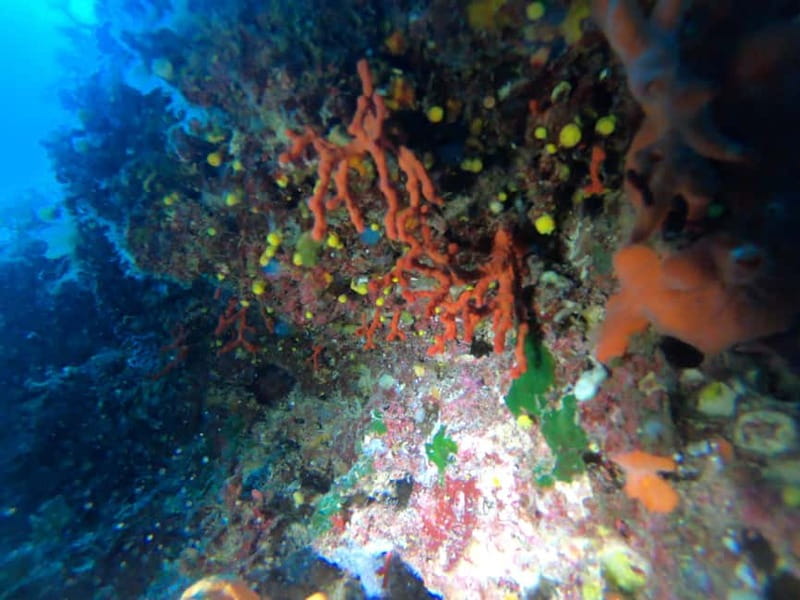 Alghero: Diving Experience - The short transfer: getting to the water points fast