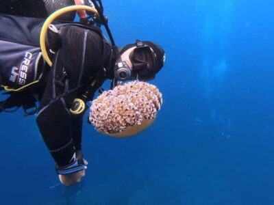Alghero: Diving Experience - Starting at Hotel Baia di Conte and the WhatsApp welcome