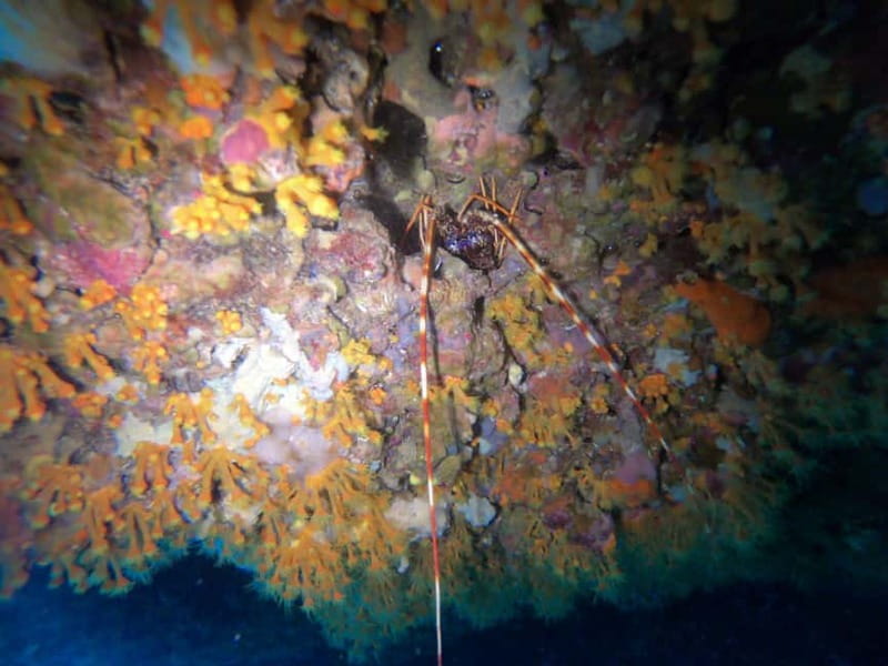 Alghero: Diving Experience - Capo Caccia: what you’ll see in your main hour