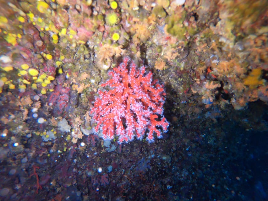 Alghero: Diving Experience - Getting your first breath underwater (and feeling safe)