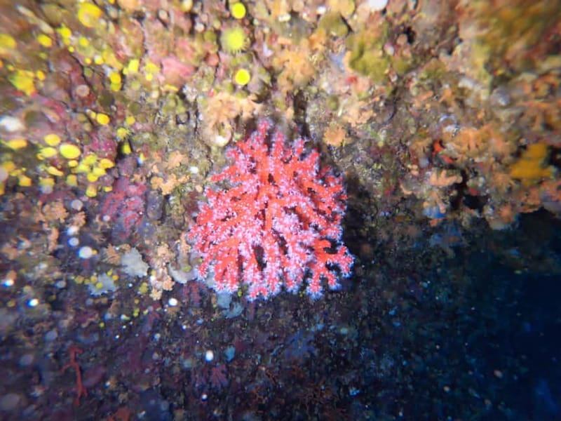 Alghero: Diving Experience - Gear included all day: why that’s better than it sounds