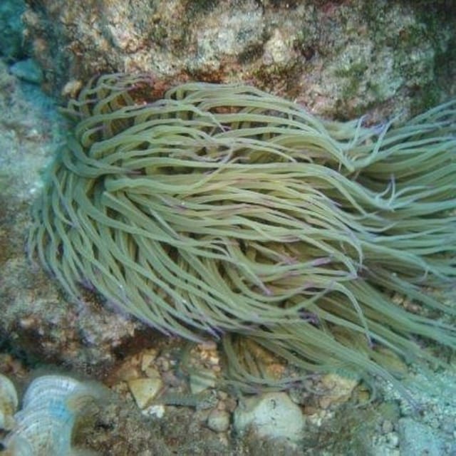 Alghero: diving for professionals at Capo Caccia - Key Highlights You’ll Care About