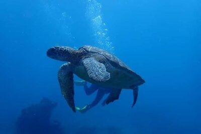 All Inclusive Bali Scuba Diving at Tulamben with Lunch -Transport - From Ubud to the coast: what the transport feels like