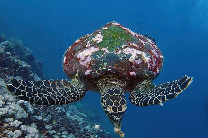 All Inclusive Bali Scuba Diving at Tulamben with Lunch -Transport - Pantai Amed and lunch: the mid-day reset you’ll appreciate