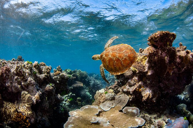 All Inclusive Great Barrier Reef Cruise w optional Scuba Diving - Saxon Reef and Norman Reef: Snorkelling Time That Actually Adds Up