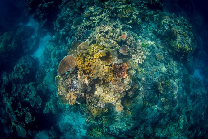 All Inclusive Great Barrier Reef Cruise w optional Scuba Diving - Your Included SCUBA Session: Intro (20 minutes) or Certified Options