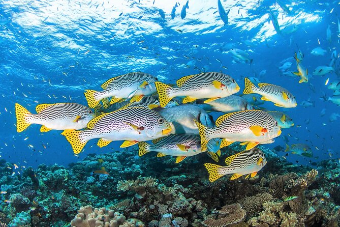 All Inclusive Great Barrier Reef Cruise w optional Scuba Diving - Back to Cairns: Wine, Cheese, and a Tired-Smile Finish