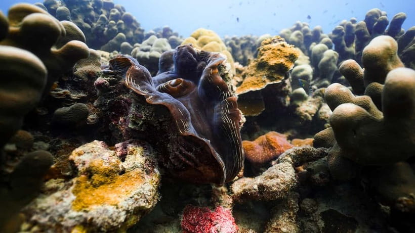 Andaman: Havelock Scuba Diving by PADI 5-Star Dive Center - Havelock morning schedule: what the 2.5 hours actually feel like