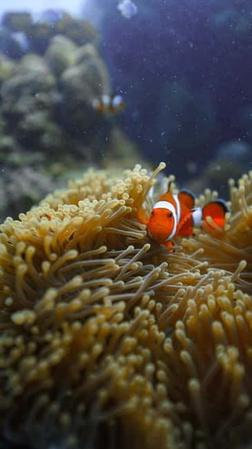 Andaman: Havelock Scuba Diving by PADI 5-Star Dive Center - Training first: the 30-minute skills intro that keeps you comfortable