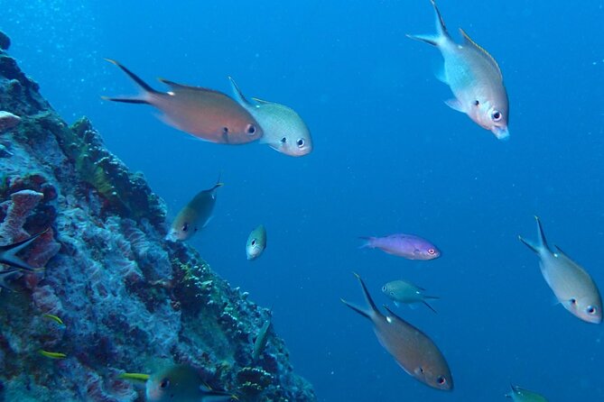 Anguilla Based: 2-Tank Group Dive Experience for Certified Divers - What you’ll see: reefs, shipwreck targets, and octopus moments