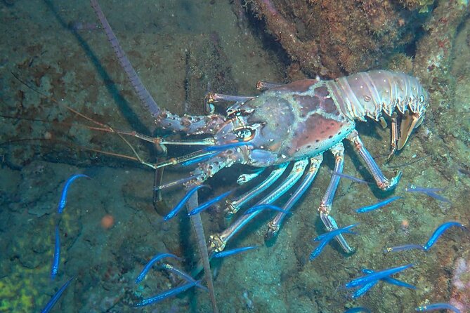 Anguilla Based: 2-Tank Group Dive Experience for Certified Divers - Weather, group minimums, and the practical reality