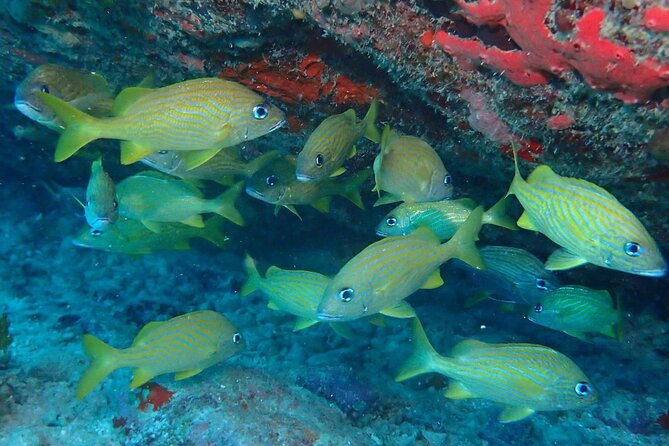 Anguilla Based: 2-Tank Group Dive Experience for Certified Divers - The two-tank format: how they tailor your morning